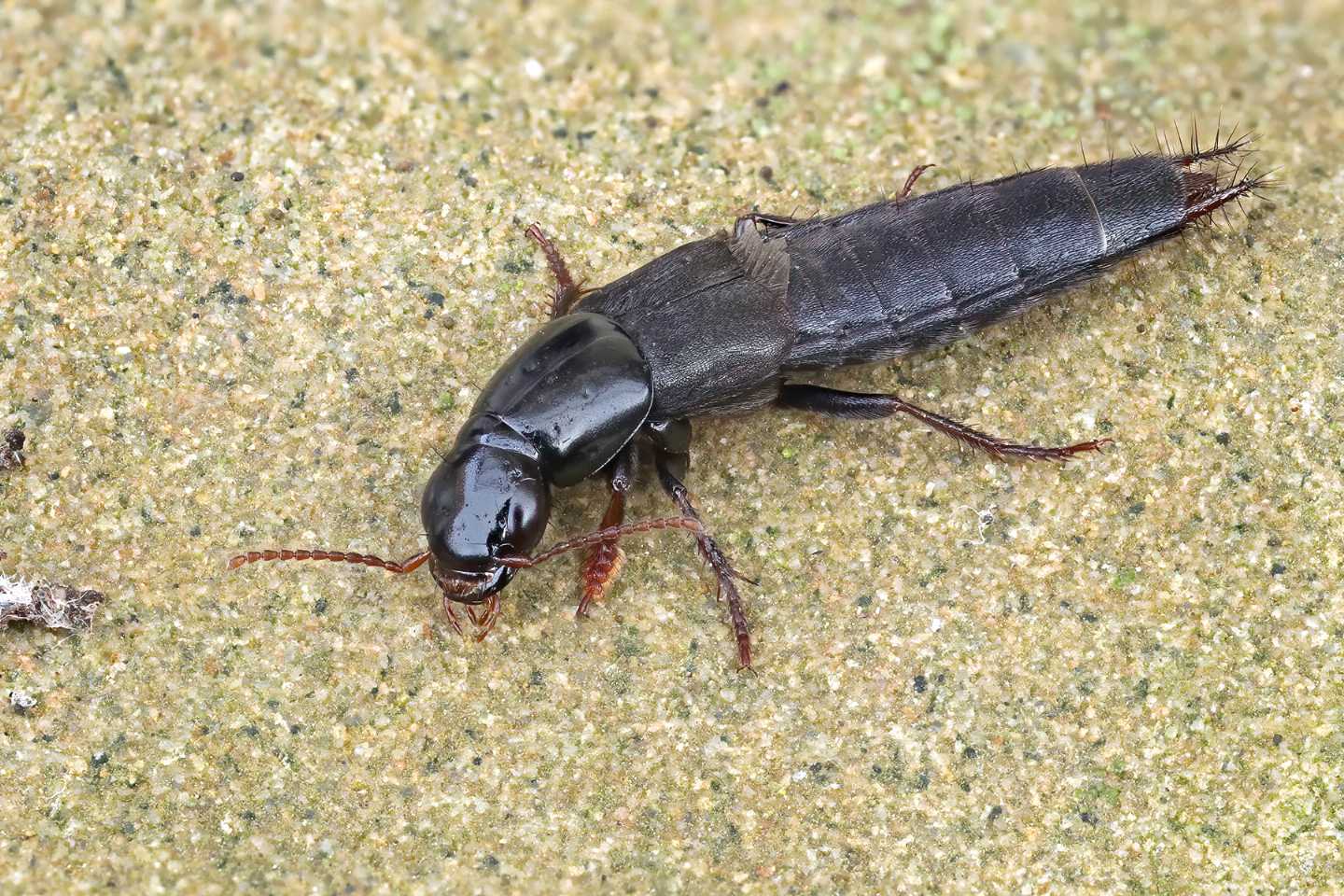 Staphylinidae da identificare